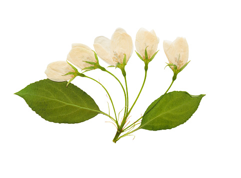 Pressed and dried white delicate transparent flower apple tree, isolated on white background. For use in scrapbooking, pressed floristry or herbarium.