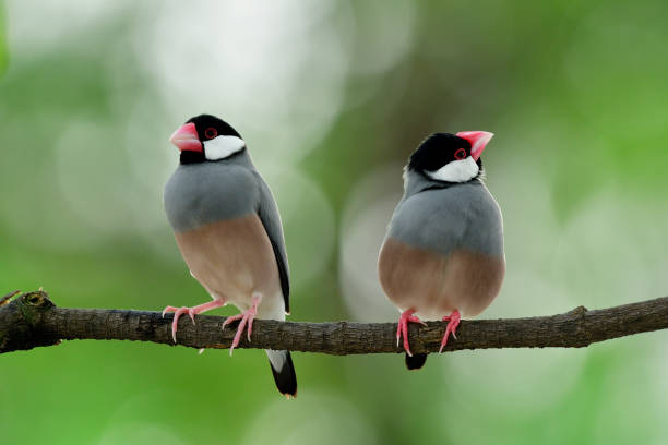 istock Lovely birds in sweet moment, Java sparrow (Lonchura oryzivora) beautiful grey birds with pink legs and bills perching together 874234462