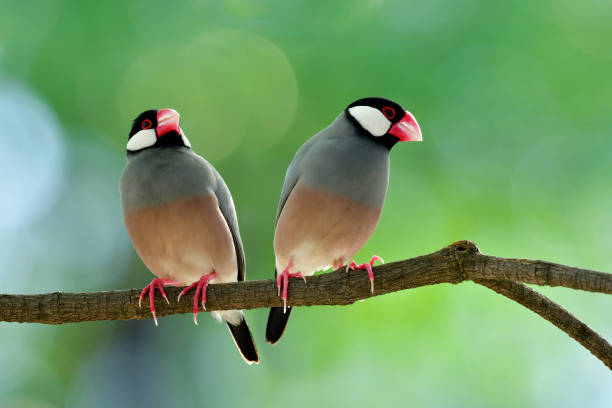 istock Couple of Java sparrow (Lonchura oryzivora) beautiful grey birds with pink legs and bills perching together on a branch over blur green background, fascinated animal 874234576