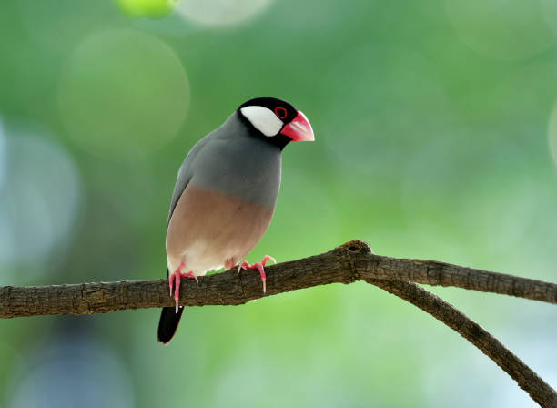istock Sweet Java sparrow (Lonchura oryzivora) fine grey birds with pink legs and bills solo perching  on a branch in nature 874234628