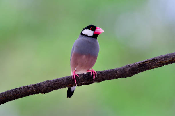 istock Lonely Java sparrow (Lonchura oryzivora) beautiful grey birds with pink legs and bills lonely perching on branch in nature over blur green background 874234772