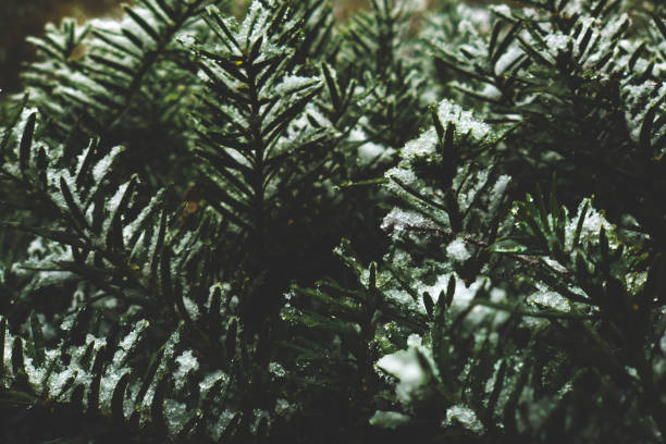 Evergreen Branches Covered In Snow Stock Photo - Download Image