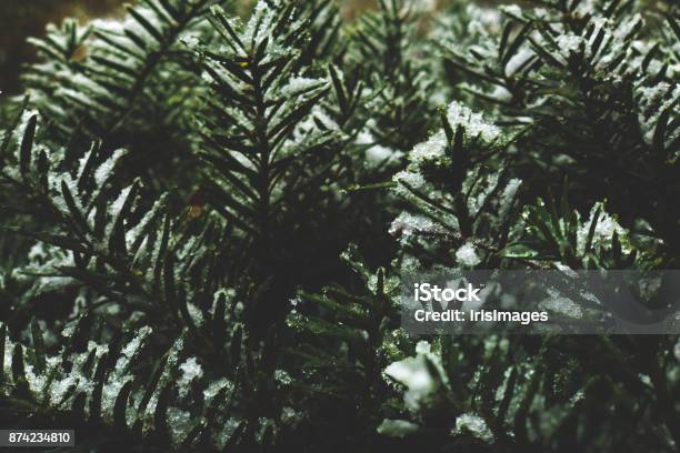 Evergreen Branches Covered In Snow Stock Photo - Download Image Now - Snow,  Douglas Fir, Abstract - iStock