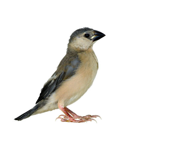 istock Juvenile Java Sparrow (Lonchura oryzivora) fine grey bird fully standing isolated on white backgroud, exotic animal 874234842