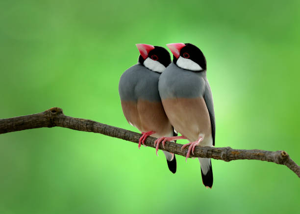 istock Sweey couple of Java Sparrow (Lonchura oryzivora) teasing each other on a branch over blur green backgroud, exotic birds 874234874