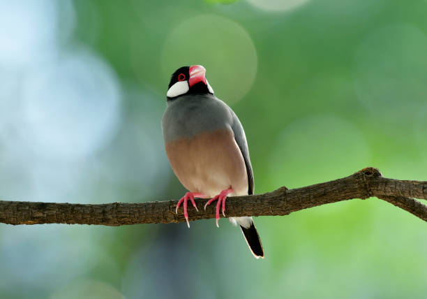 Java Rice Finch Grey 610+ Java Finch Stock Photos, Pictures & Royalty-Free Images - iStock
