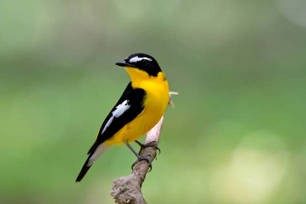 istock Lovely Yellow bird with back wings and white spots perching on tree stick over blur green background, Male of Yellow-rumped flycatcher (Ficedula zanthopygia) 874235018