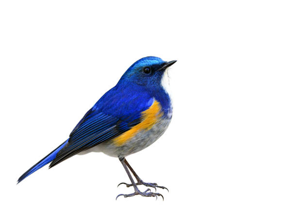 istock Himalayan bluetail (Tarsiger rufilatus) beautiful blue bird with orange side feathers fully standing showing its deails from head t toes isolated on white bakcground, exotic wild animal 874237482