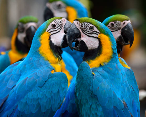 istock Lovely blue-and-yellow macaw parrot birds (Ara ararauna) known a 874237878