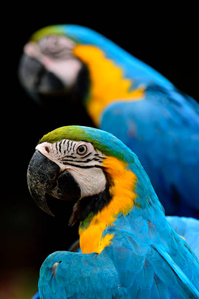 istock Lovely blue-and-yellow macaw parrot birds (Ara ararauna) known a 874237904