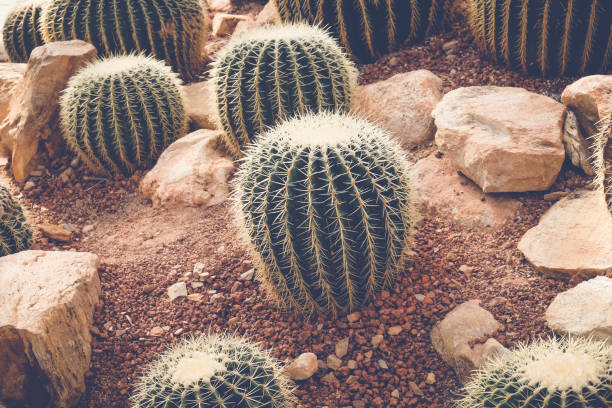 istock cactus or succulent with filter effect retro vintage style 874238040