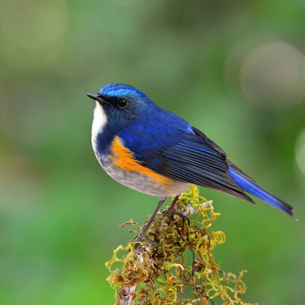 istock Himalayan Bluetail (tarsiger rufilatus) the beautiful and chubby 874238352