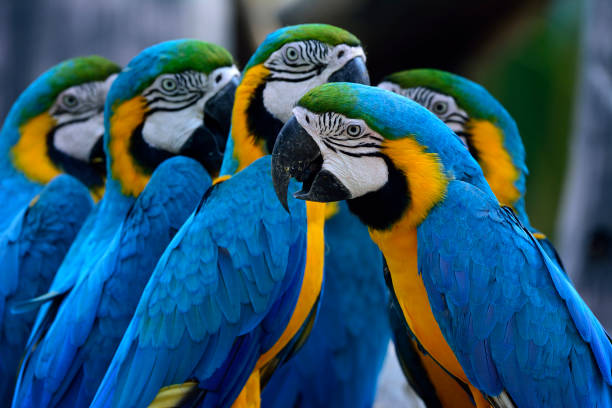 istock Group of Blue-and-yellow macaws (Ara ararauna) the beautiful blu 874238544