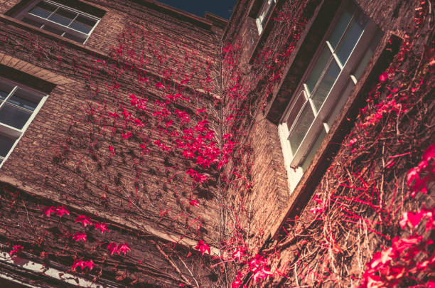 istock Red Autumn Leaves on wall. autumn background 874244712