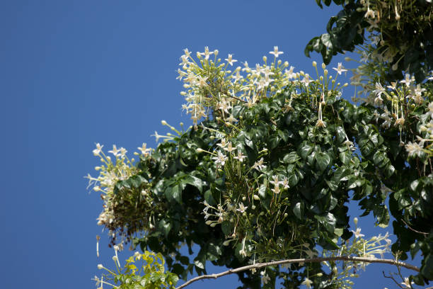 istock White flower Indian cork tree and green leaf background 874244862