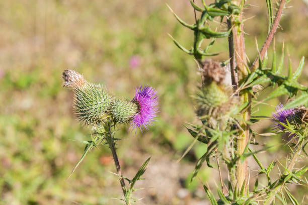 Flor salvaje silimarina - foto de stock