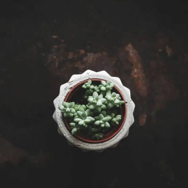 Succulent plant in concrete plantpot over dark rusty background. Top view and copy space for text. Toned image