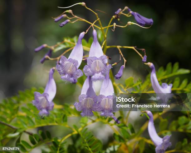 Jacaranda Caerulea Stock Photo - Download Image Now - Bignoniaceae, Botanical Garden, Flower