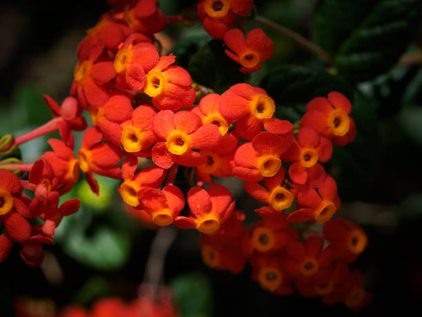 Rondeletia odorata - Panama Rose