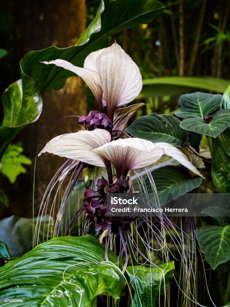 White Bat Flower Tacca Integrifolia - Fotografias de stock e mais imagens  de Orquídea Negra - Orquídea Negra, Angiospermas, Ao Ar Livre - iStock