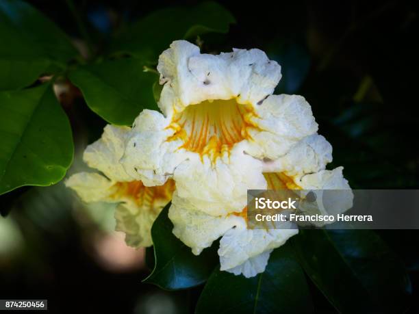 Radermachera Yunnanensis Kunming Stock Photo - Download Image Now - Bignoniaceae, Botanical Garden, Flowering Plant