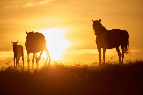 istock Horses graze on pasture at sunset. 874254634
