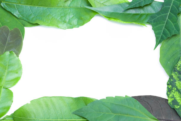 istock Frame of green leaf on white background 874257398
