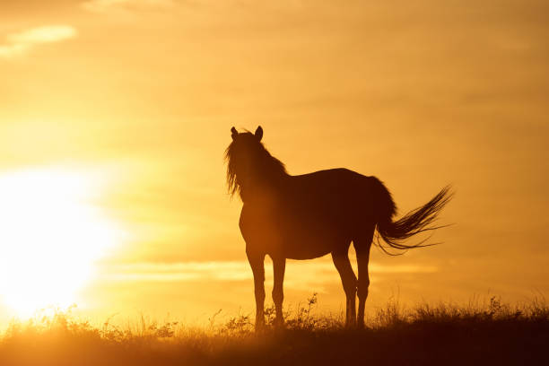 istock Horses graze on pasture at sunset. 874258334