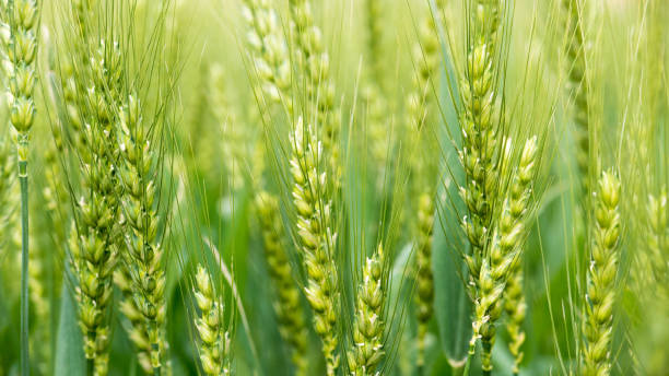 istock Green Wheat Field in Yunnan, China (Wide-Screen) 874265698