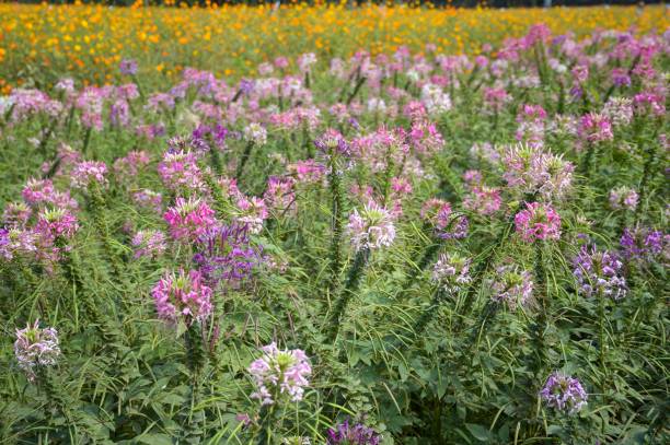 istock pink cleome spinosa flower 874265892