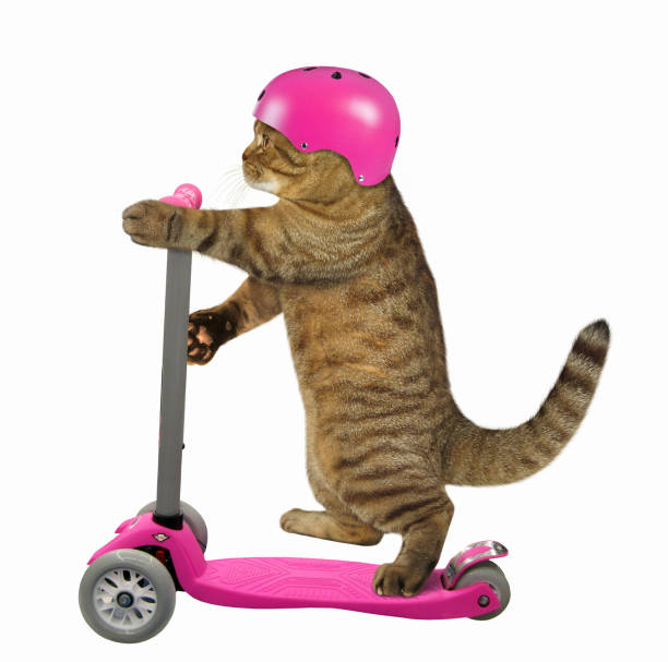 istock Cat in a heimet on a scooter 874266538