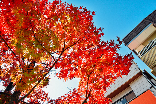The beautiful red maple at Karuizawa, Japan in the Fall. The sky was bright.