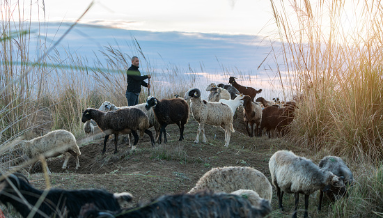 Flock of sheep grazing with shepherd at sunset