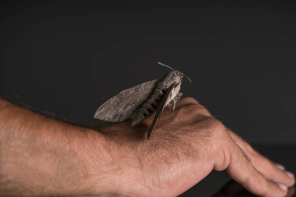 butterfly on human hand over black background - moth black artificial wing wing imagens e fotografias de stock