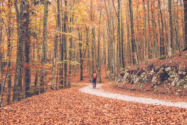 Senior man hiking in autumnal beech forest, Europe.