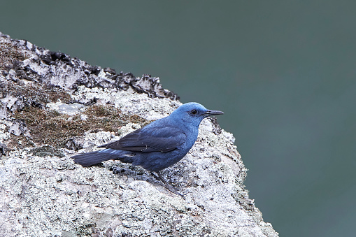 Blue Rock-thrush sitting on a rock in its habitat