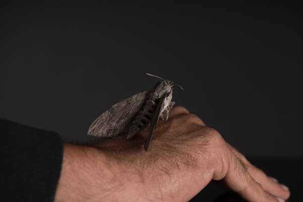 butterfly on human hand over black background - moth black artificial wing wing imagens e fotografias de stock