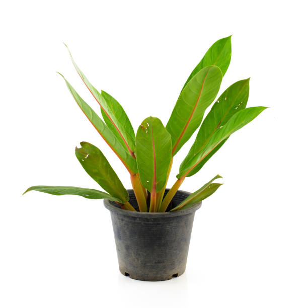 istock plant in tree pot isolated on white background with Clipping Path 874278596