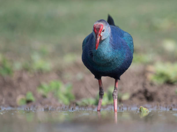 istock Grey-headed swamphen Chest frofile 874281986