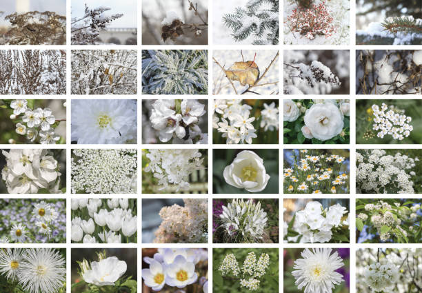 istock Natural white collage of plants, thirty-six elements, horizontal 874282236