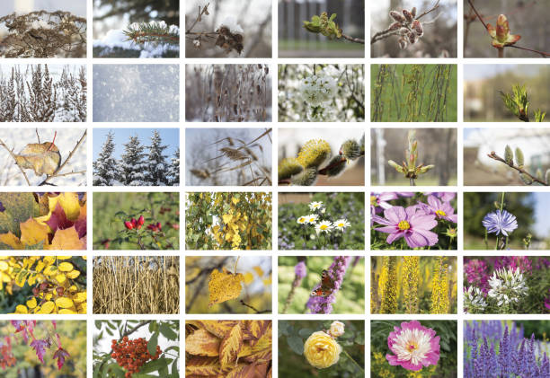 istock Four Seasons collage. Fall, winter, spring and summer. 874284950