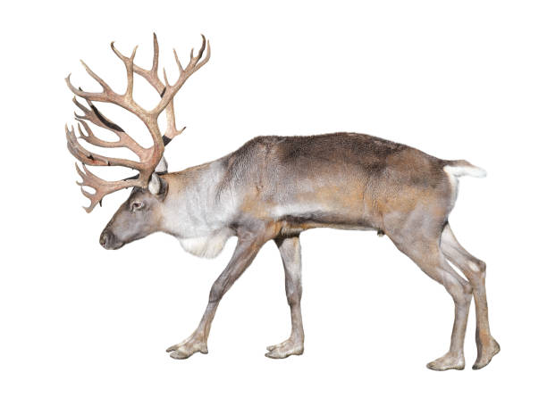 istock Finnish forest reindeer isolated on white background. 874288662
