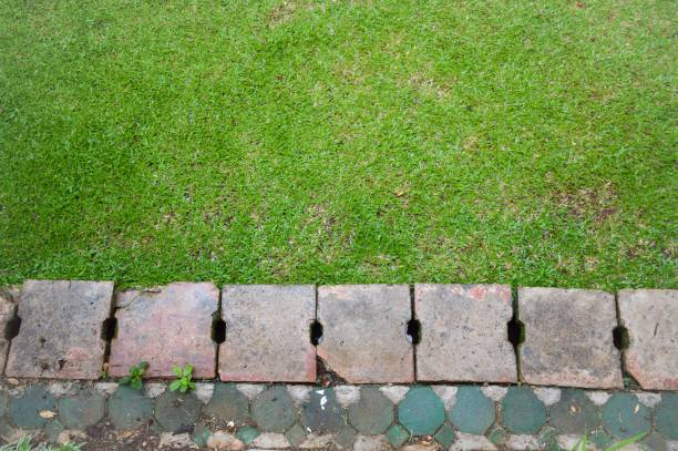 istock fresh green grass in nature garden 874290168