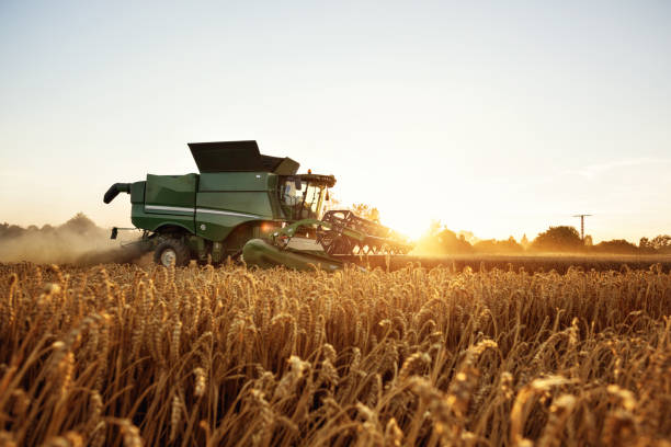 combinar la cosecha en un campo de trigo - maquinaria agrícola fotografías e imágenes de stock