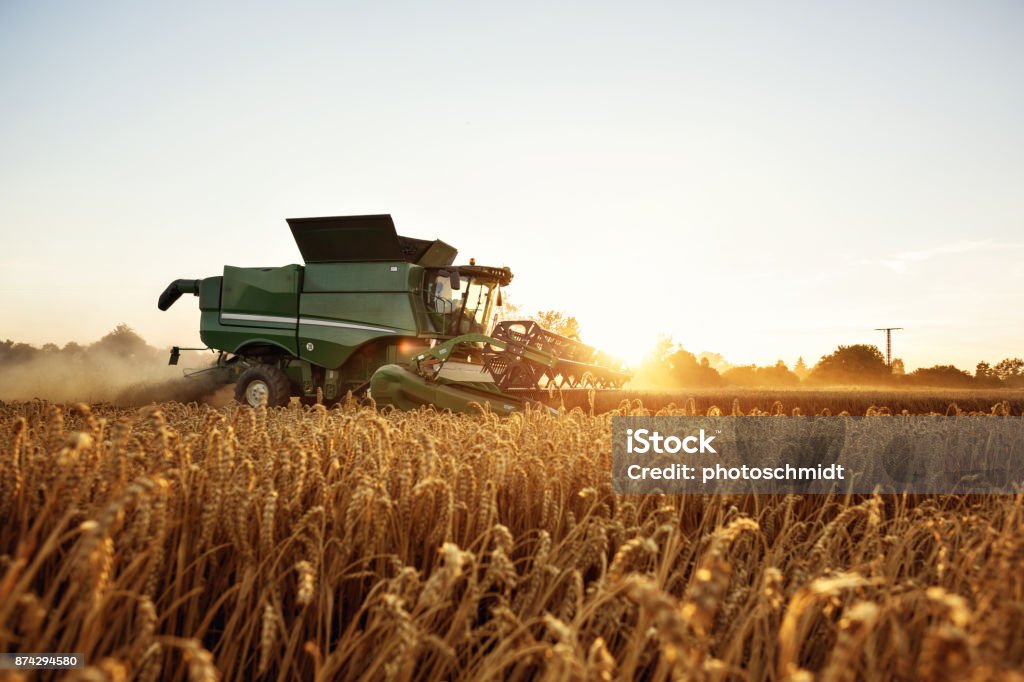 Combine harvesting on a wheat field Combine harvester in front of the setting sun. Wheat field. Wheat Stock Photo