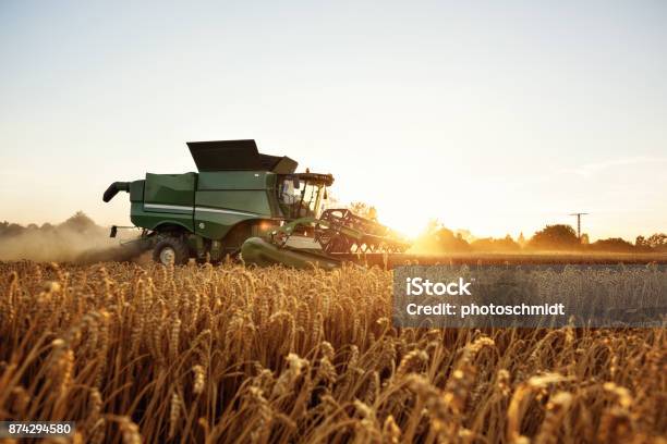 Combine Harvesting On A Wheat Field Stock Photo - Download Image Now - Wheat, Harvesting, Agriculture