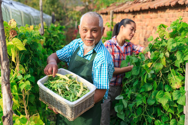 istock Asian farm workers harvesting green beans 874301588