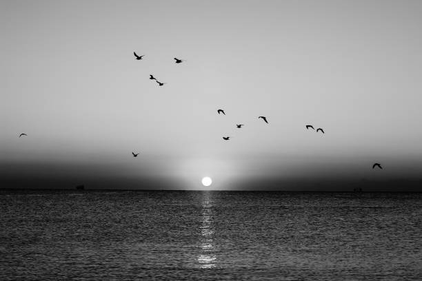 Flock of seagulls flying over sea. Silhouette of birds in flight. Rising sun above horizon