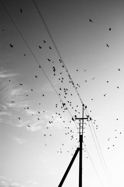 istock Flock of birds in black and white 874302028