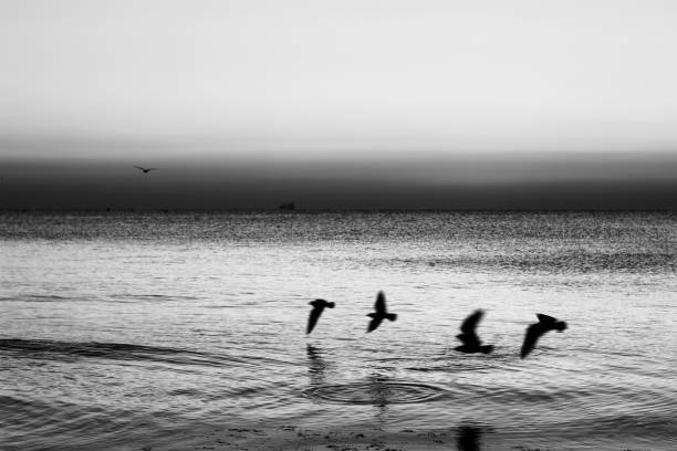 istock Autumn seascape at dawn in black and white 874302182